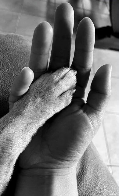 Patte de chien dans la main d'Emma Bastos