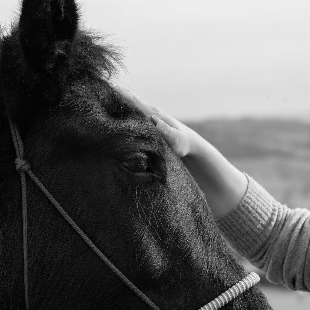 Tête de cheval manipulée