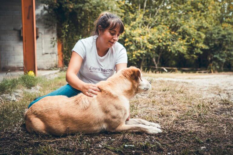 Manipulation d'un chien, mains présentent sur le garrot du chien.