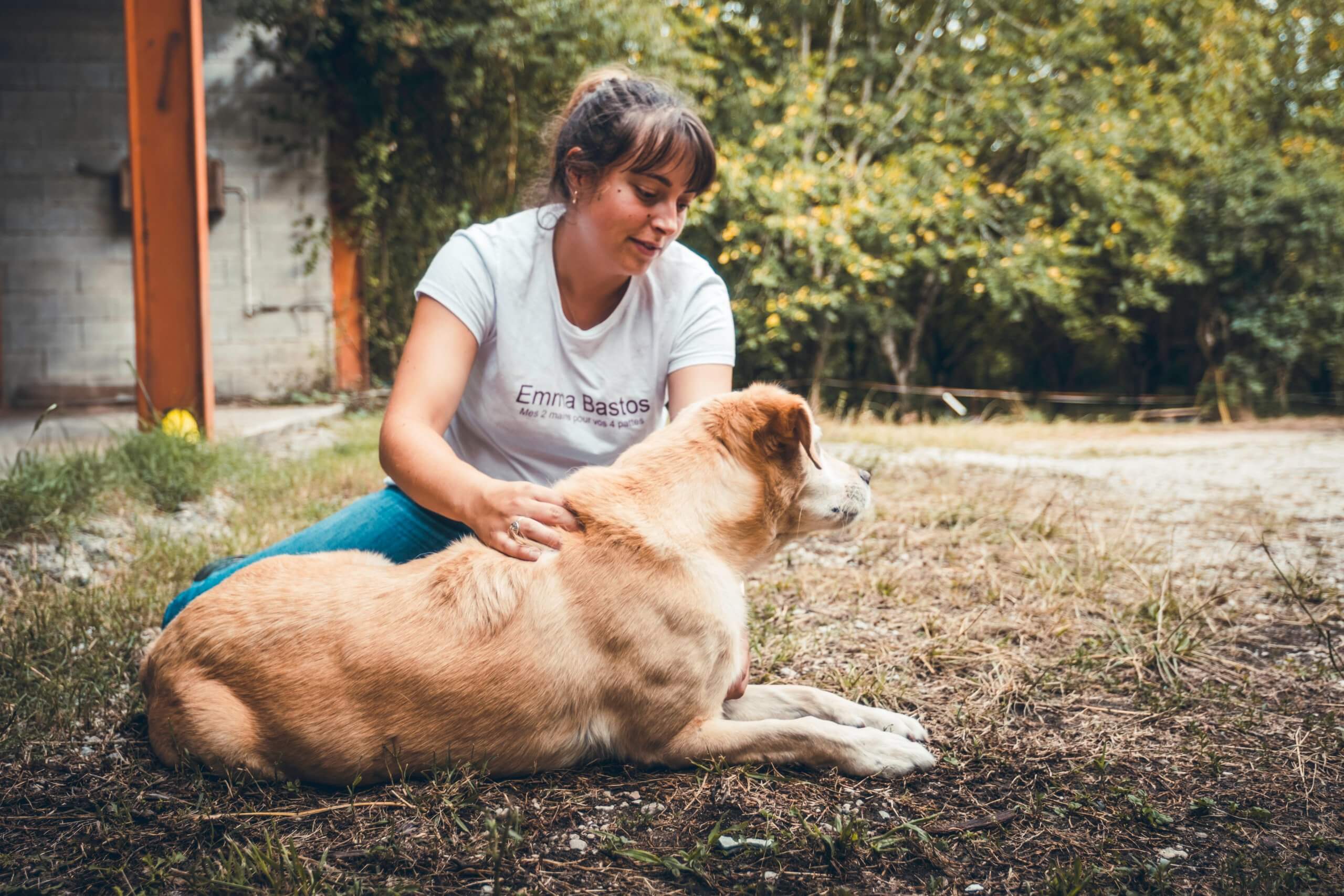 Manipulation d'un chien, mains présentent sur le garrot du chien.